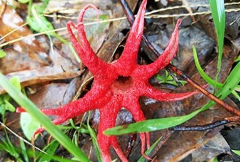 The Aseroe rubra (Latin translation is disgusting red juice), commonly known as the anemone stinkhorn, sea anemone fungus and starfish fungus, was spotted in Captain Rous Park by a Lismore City Council Parks and Gardens employee. Picture: Jasmine Burke