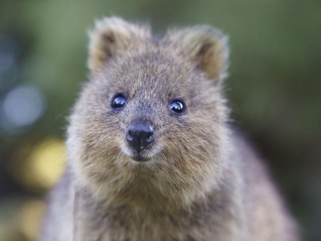 HIBERNATION **ONE TIME USE** Award-winning Aussie (Perth-based) photographer, Alex Cearns, has been travelling to Rottnest Island to photograph quokkas for her upcoming book,  A Quokka’s Guide to Happiness. Coming out December.  Picture: Alex Cearns