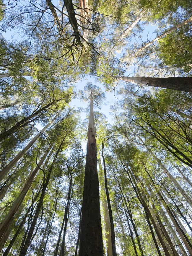 Wormholes, swirls and burls in timber veneer all signify nature’s dateless design. Picture: iStock