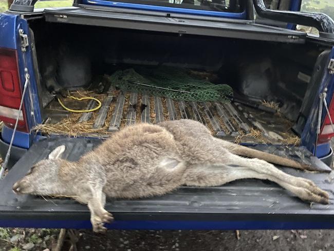 More than 25 kangaroos have been brutally mauled by dogs or chased into nearby dams and stalked until they drown in the past three weeks, just months after a controversial cull at the Heritage Golf Course in Chirnside Park was paused due to community outrage.  supplied