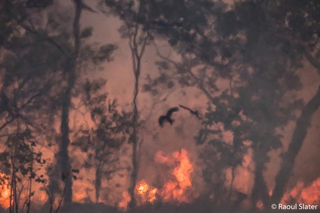 Animal Habitat Runner-Up by Raoul Slater, Queensland. ‘Firestorm’ Black Kite. Katherine, Queensland