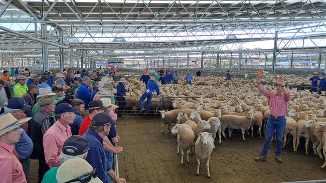 Young 2022 drop first-cross ewes sold to $238 with prices holding up better than expected at Corowa today.