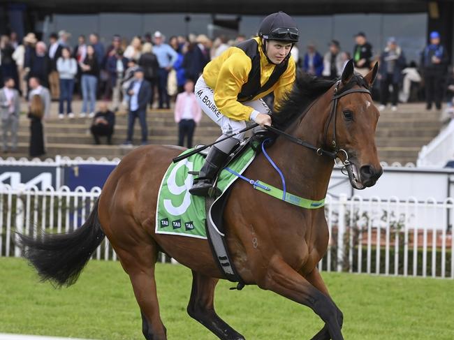 Raging Bull can turn his form around in the Wyong Cup Prelude. Picture: Bradley Photos