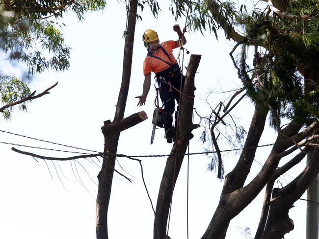 One of the workers helps remove a tree as part of the road upgrade. Picture: Mark Scott