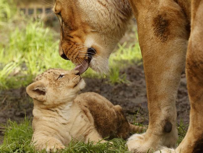 Seven week-old Lion cub Roc with mum Chitwa at the Mogo Wildlife Park. Picture: Jonathan Ng