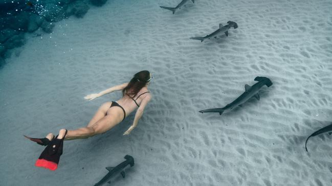 , Janaka Rodrigue posted a selection of incredible images captured during his morning swim with hammerhead sharks at Burleigh Heads. Photo: Janaka Rodrigue