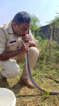 Shocking moment Indian officer attempts CPR on poisoned snake