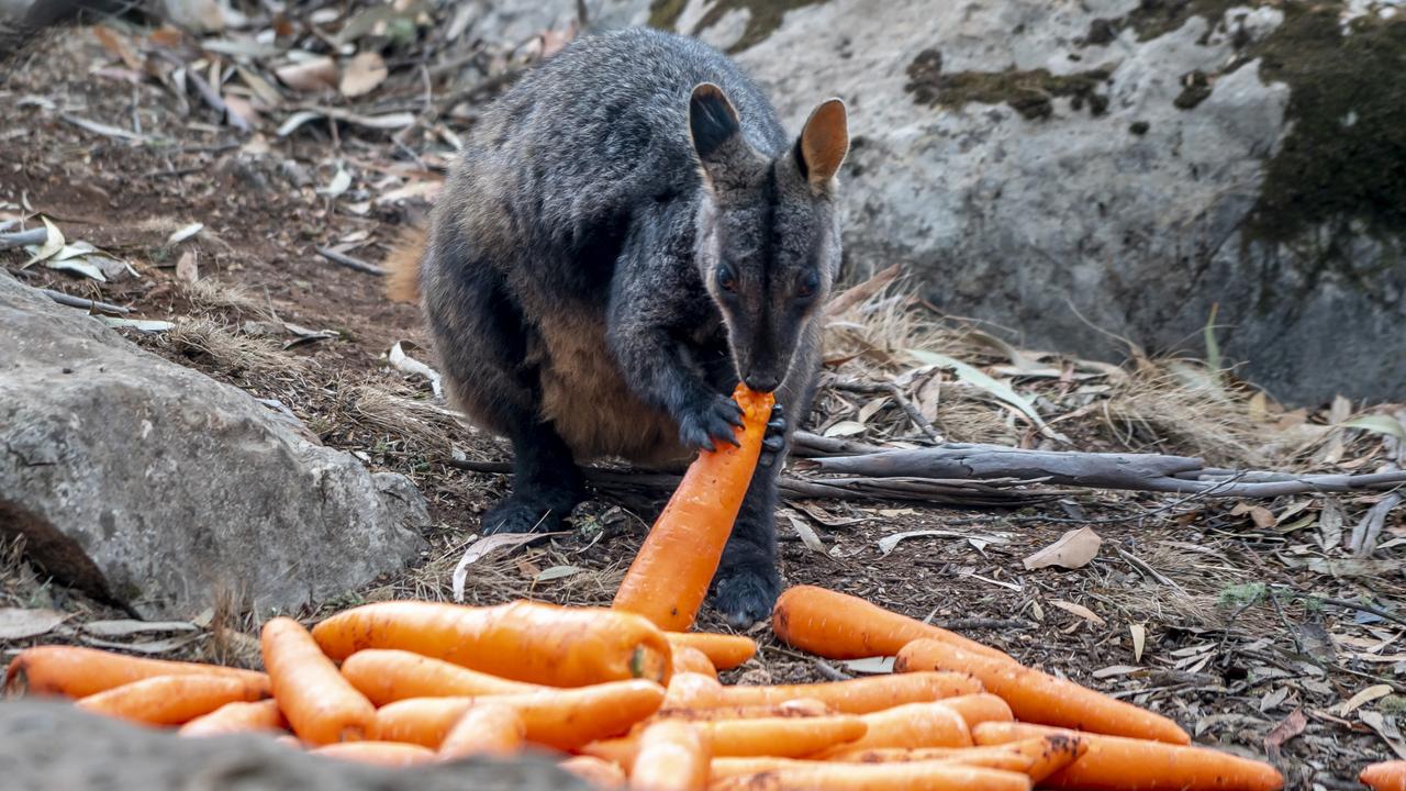 A Brush-tailed Rock-wallaby enjoys a carrot dropped in Operation Sweet Potato. Picture: NSW Environment Minister, Matt Kean