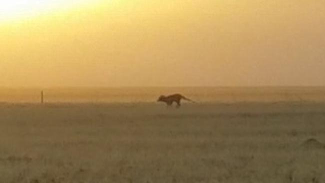 The unusual creature filmed on Yorke Peninsula by school teacher Paul Day.                        <a capiid="5ad6484fcb1a3f93c49323fc2ec3cba1" class="capi-video">AU-SA: Man Claims He May Have Found Tasmanian Tiger</a>