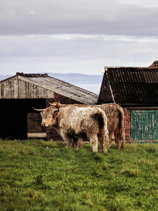 A pair of the pet Highland cows. Picture: Brent Darby.