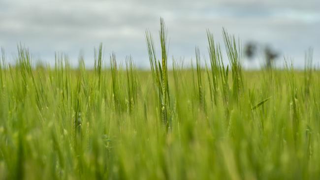 Low impact: Losing the Chinese market has not led to a decline in barley prices relative to wheat. Picture: Zoe Phillips