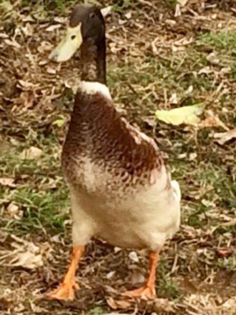 Daryl the duck is one of the local pets to become eagle’s prey in the last month.