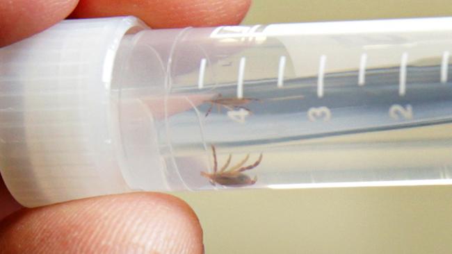 Dr Andy Ratchford holds a tube with one of the ticks staff removed from patients at Mona Vale Hospital Emergency department. Picture: Adam Yip.