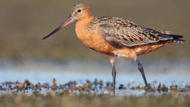 The Bar-tailed Godwits “fatten” themselves up off mudflats in the inner west to prepare for long-haul flights to the other side of the planet. Picture: Dan Weller