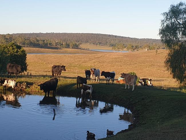 Cattle grazing off the land on dusk at Hidden Gold Homestead.