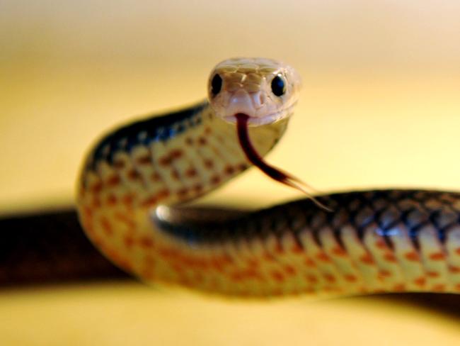 HEATING UP: Snakes like this Eastern Brown are on the move now that temperatures are rising.Photo: Max Fleet / NewsMail