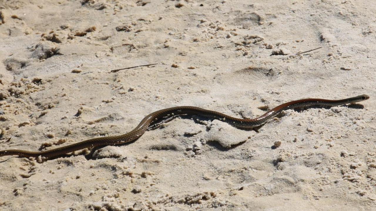 Snake spotted slithering on the water at Bribie Island | The Courier Mail