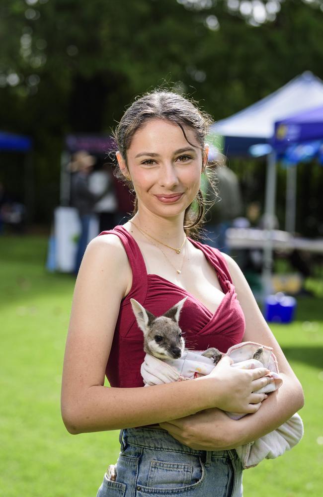 Wildlife carer Faith Harper with an orphan eight-month-old pretty-faced wallaby at Toowoomba's World Environment Day celebrations at Lake Annand Park, Sunday, June 1, 2025. Picture: Kevin Farmer