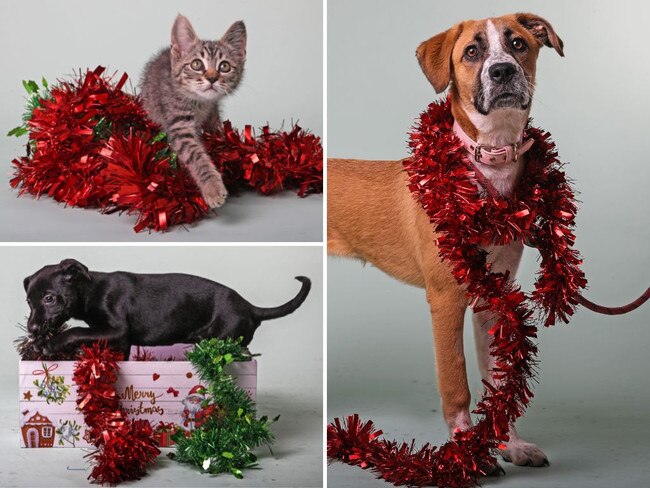 Meet the 12 strays of Christmas from the RSPCA.