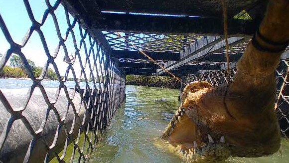 The Althaus croc is the one removed from Saunders Beach.