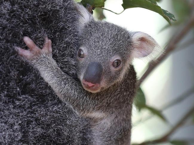 4-year-old Waffle the koala with her 5-month-old unnamed joey at Lone Pine Koala Sanctuary. Pics Tara Croser.