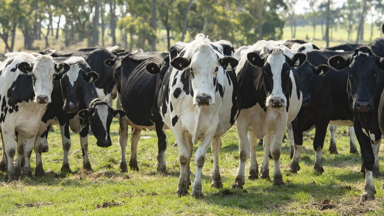 Australian Farmgate Milk Prices: Bega Lifts To $9.20/kgMS | The Weekly ...