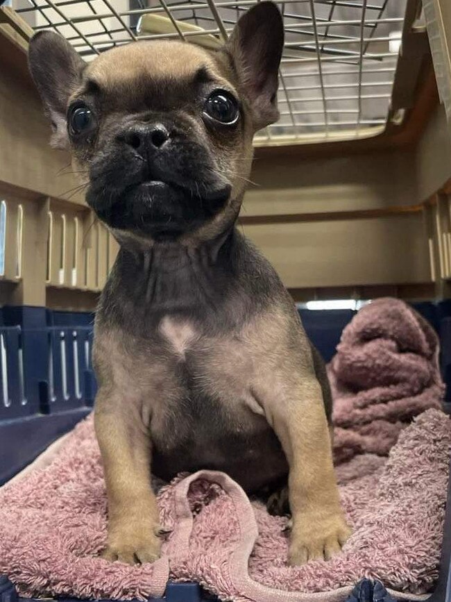 The puppy was locked in a room without any food or water. Picture: Supplied / RSPCA