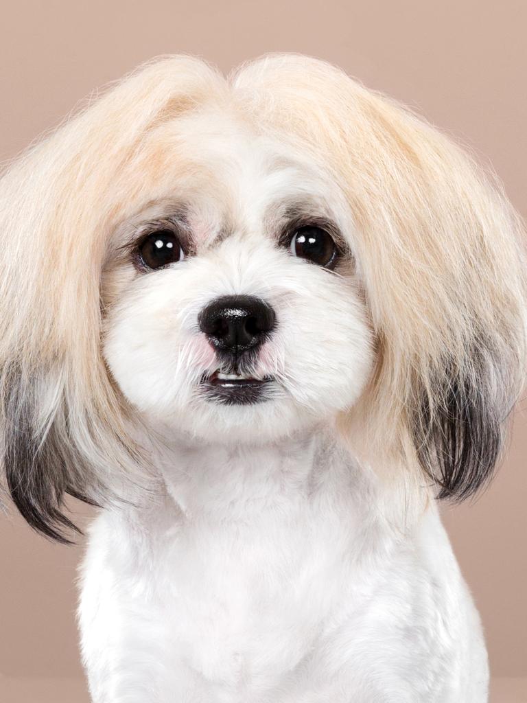 HAIRY: Grace Chon’s photos of dogs before and after grooming | Daily ...