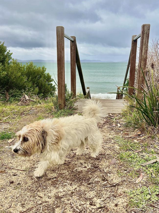 Ted the resident dog at Swansea Beach Chalets. Picture: Linda Smith