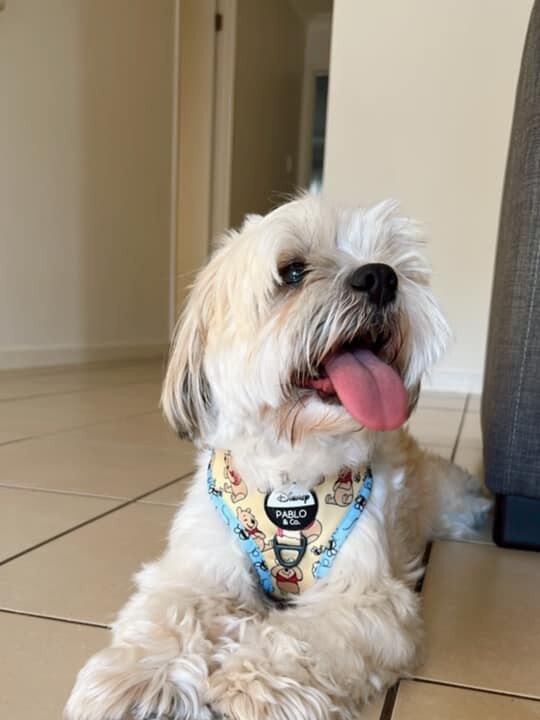 Milo from Ormeau. He is 5 this year, he is the most loyal loving dog ever.