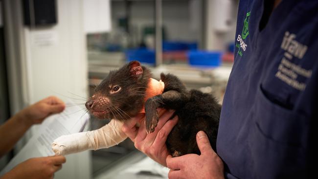 Clownfish the Tasmanian devil, who was rescued and nursed back to health by Bonorong Wildlife Sanctuary after suffering a serious leg injury. Picture: Michael Eastwell