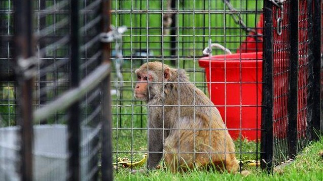 A monkey pictured in a cage when Stardust Circus visited Gosford in 2017.