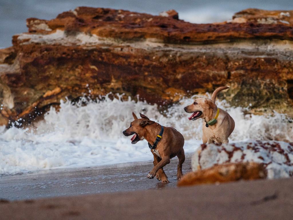 Tuco and Astra enjoying the waves at Nightcliff beach, Darwin. Picture: Pema Tamang Pakhrin