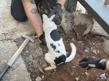 Firefighters rescue dog trapped in driveway