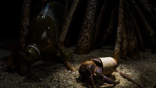 HANDOUT FOR WINNERS OF THE MANGROVE PHOTOGRAPHY AWARDS 2023 // Pictured: The Theatre of Plastic. Malaysia. A land hermit crab wanders around at night, close to the beach of Pom Pom island, Sabah, using a plastic deodorant plug instead of a shell. 'Pom Pom island is a violated paradise, where the small island and its coral reef are continuously raped by tons of plastic material coming from nearby Bornean shores, especially from Semporna city. When I found this poor hermit crabÃ¢â¬Â¦ I knew I found my sad ambassador for this terrible human problem.'Hermit crabs rely on empty shells for shelter and protection. Plastic debris, including bottle caps and other discarded items, can sometimes resemble shells. Hermit crabs may attempt to inhabit these unnatural 'shells,' which do not provide the necessary protection and can hinder their growth and survival.Marine animals often mistake plastic debris for food. This can lead to ingestion, which can cause internal injuries, blockages, and malnutrition. Discarded fishing nets, lines, and other plastic debris can entangle and trap marine animals, leading to injury, drowning, or suffocation. Seabirds, seals, sea lions, and sea turtles are common victims of entanglement. // CREDIT: Emanuele Biggi