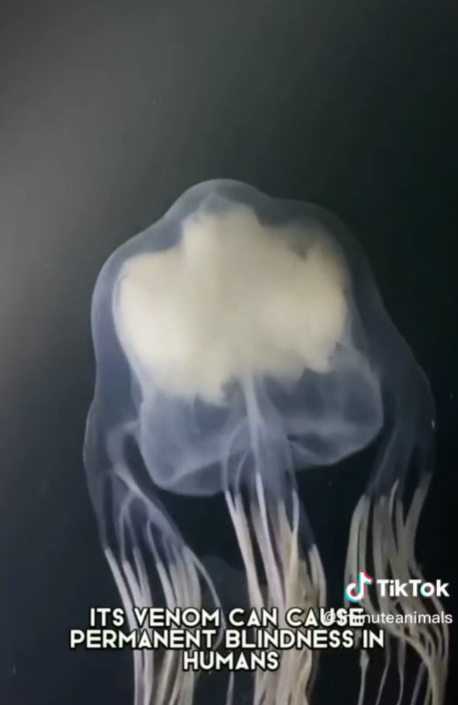 The box jellyfish is a deadly sea creature mostly across the northern part of Australia. Picture: TikTok/1minuteanimals