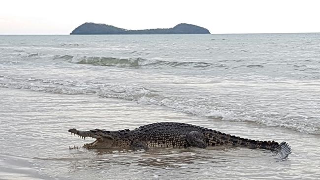 A crocodile spotted at Kewarra Beach, near Cairns (FILE PHOTO). PICTURE: Karen Bradtberg