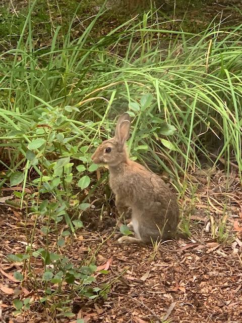 A rabbit targeting Samantha Evins' garden in Hahndorf. Photo: Samantha Evins