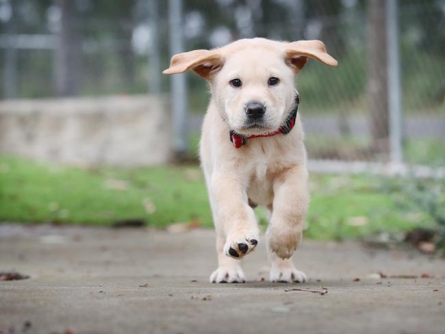 Cost of owning a dog in the Gympie region to rise