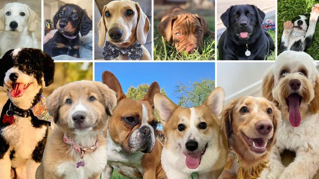 From adorable fur babies to big softies, Bundaberg’s pups are just too cute to resist. Help search for the region’s cutest of 2024. Look through our gallery and vote.