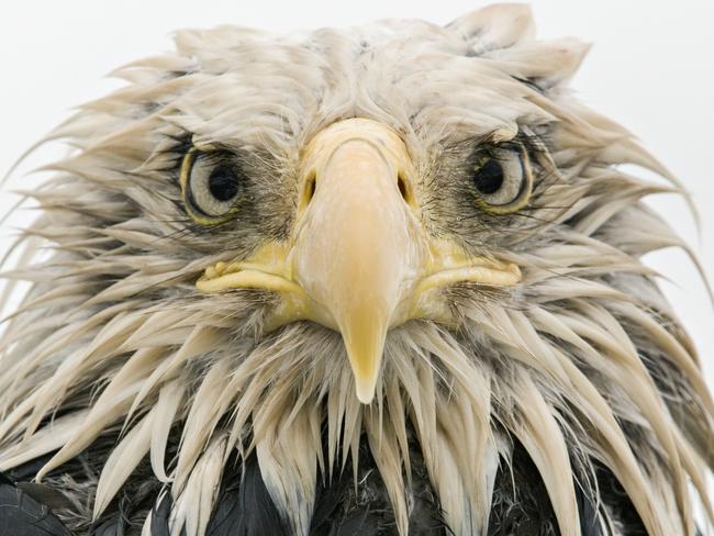 Bold eagle Klaus Nigge, Germany Finalist 2017, Animal Portraits After several days of constant rain, the bald eagle was soaked to the skin. Named after its conspicuous but fully-feathered white head (bald derives from an old word for white), it is an opportunist, eating various prey – captured, scavenged or stolen – with a preference for fish. At Dutch Harbor on Amaknak Island in Alaska, USA, bald eagles gather to take advantage of the fishing industry’s leftovers. Used to people, the birds are bold. ‘I lay on my belly on the beach surrounded by eagles,’ says Klaus. ‘I got to know individuals, and they got to trust me.’ page 3 of 5 The species was declining dramatically until the 1960s, but reduced persecution, habitat protection and a ban on the pesticide DDT has led to its recovery. Some threats persist, including lead poisoning – US prohibition on lead ammunition (which ends up in animals the birds eat) has recently been overturned. ‘As the eagle edged nearer, picking up scraps, I lowered my head,’ says Klaus, ‘looking through the camera to avoid direct eye contact.’ It came so close that it towered over him. His low perspective and simple composition, allowing full concentration on the eagle’s expression, created an intimate portrait, enhanced by the overcast light of the rainy day.