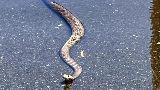 Snakes have been spotted in residential areas along the flood-hit Riverland. Picture: Facebook/Katelyn Boughen