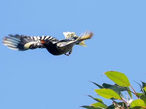 A Regent Honeyeater has made an incredible 350km journey in just three months.