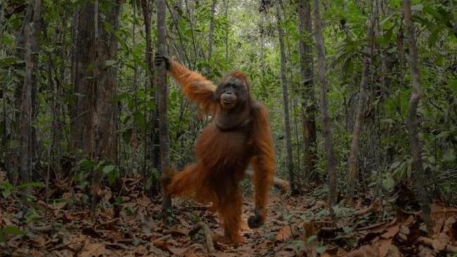 Monkeying around: rare sighting captivates thousands