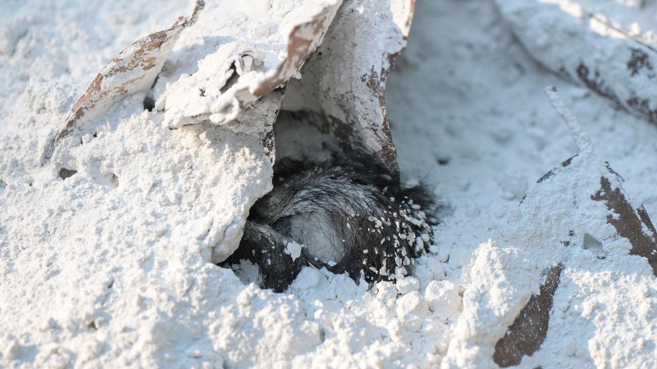 A howler monkey is seen partially covered in lime spread by villagers over a mass grave where dozens have been buried in Comalcalco, Tabasco State, Mexico. Picture: Yuri Cortez / AFP
