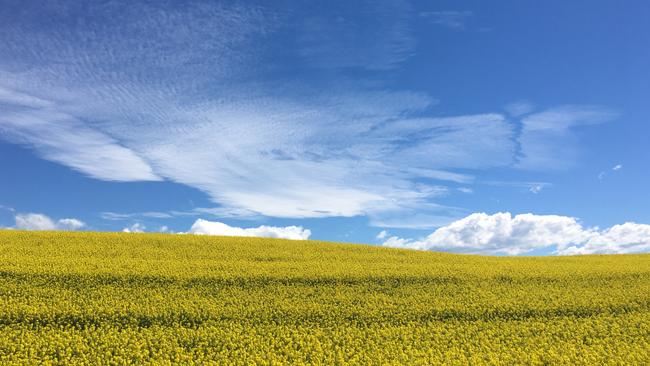 Canola fields in New Zealand's South Island.