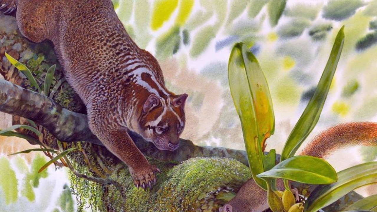 An artist impression of marsupial lion now known as <i>Lekaneleo roskellya</i>. Picture: Peter Schouten