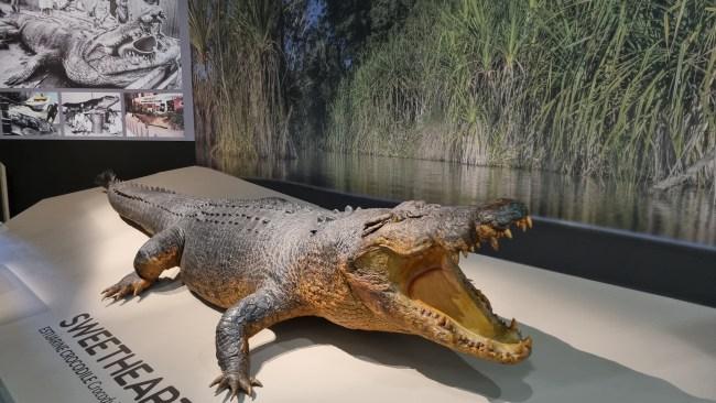 Sweetheart is believed to have weighed 780kg, with a girth of 2.3m. Picture: Kirrily Schwarz