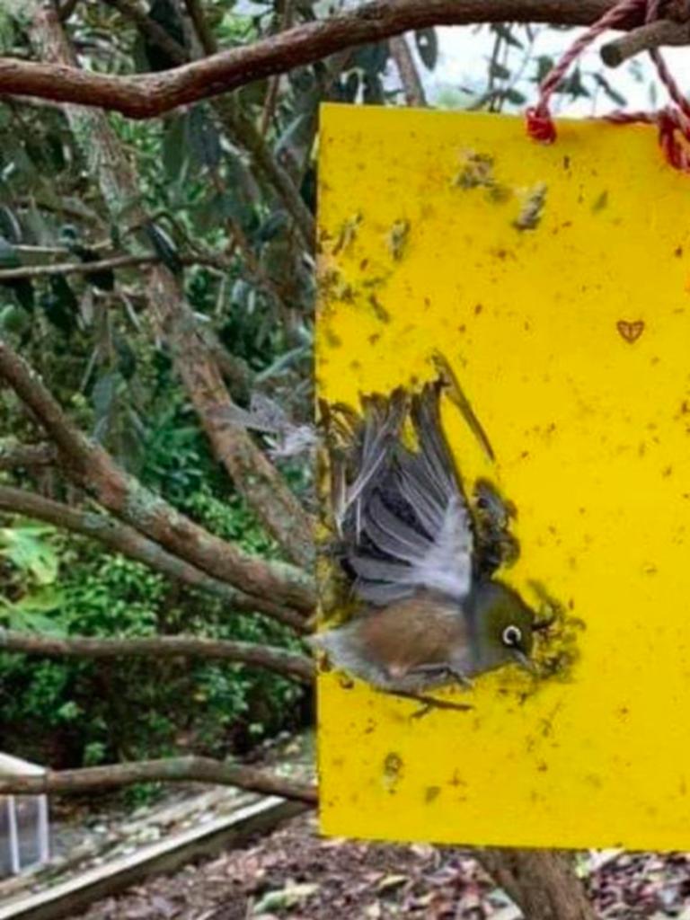 Glue traps can cause “severe suffering” to wildlife that become trapped on them. Picture: Kanyana Wildlife Rehabilitation Centre