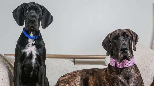 do great danes make good apartment dogs